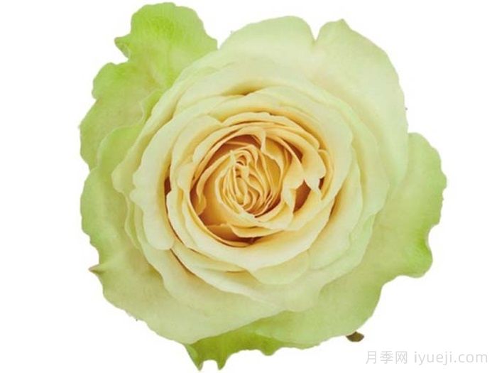 绿美人月季Green Beauty(图1)