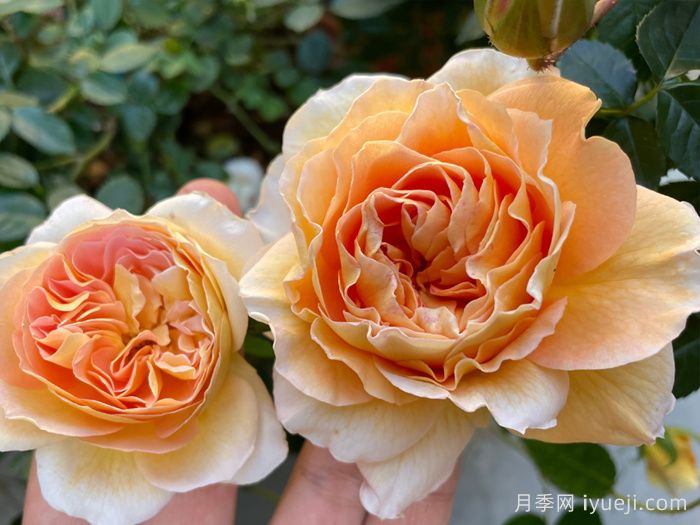 落日熔金月季(图2)