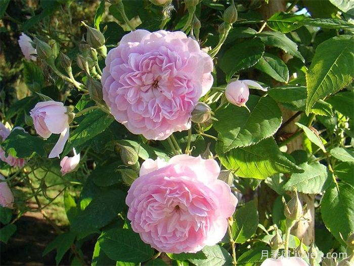 洛尔达乌月季/弃儿Laure Davoust(图2)