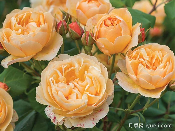 罗尔德达尔月季Roald Dahl(图1)