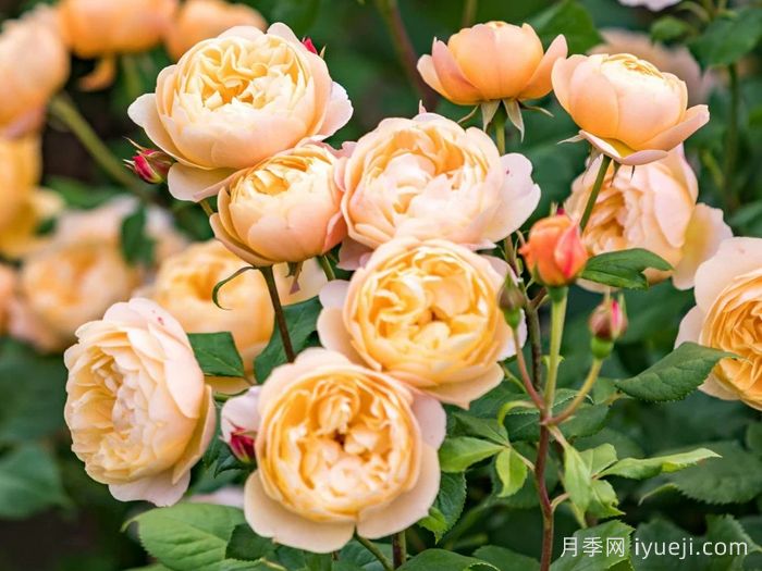 罗尔德达尔月季Roald Dahl(图4)