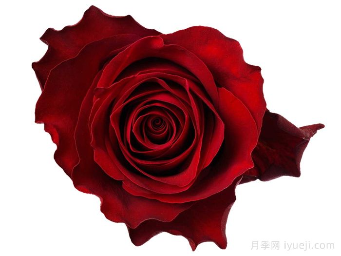 罗德斯月季Rhodos(图2)