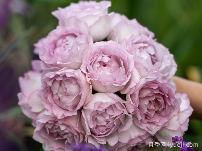 露凝香月季(图2)