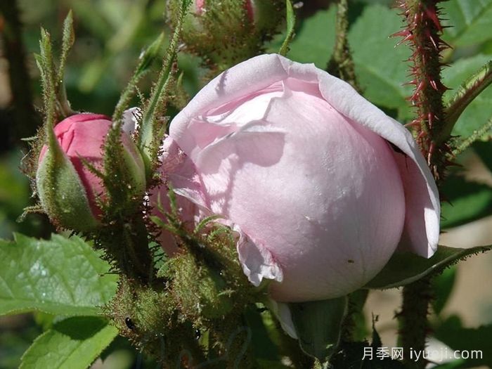 路易斯雷爵夫人月季/路易斯莱维克夫人Mme Louis Leveque(图2) 路易斯雷爵夫人月季/路易斯莱维克夫人Mme Louis Leveque(图2)