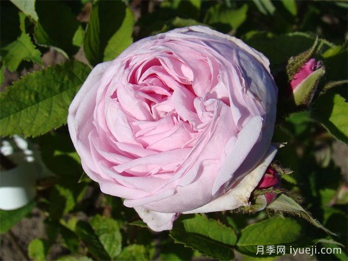 路易斯雷爵夫人月季/路易斯莱维克夫人Mme Louis Leveque(图1) 路易斯雷爵夫人月季/路易斯莱维克夫人Mme Louis Leveque(图1)