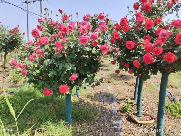 批发月季花苗为什么首选南阳？(图2)