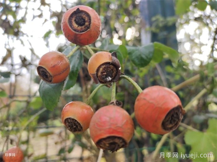南阳月季上太空，航天育种开启星际培育新征程(图1)