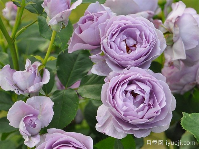 阳台养月季,看看这几款开花劳模(图3) 阳台养月季,看看这几款开花劳模(图3)
