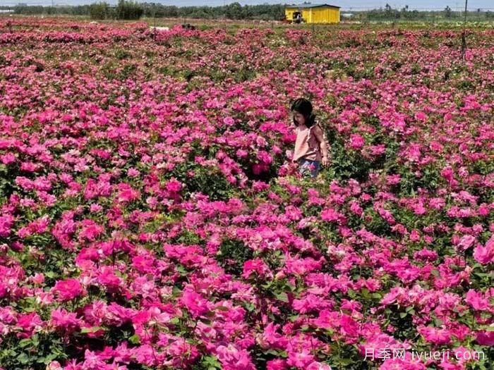 景观丰花月季的发展与应用变迁(图2)