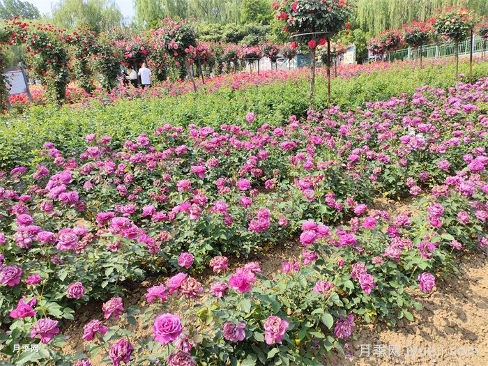 景观丰花月季的发展与应用变迁(图3)