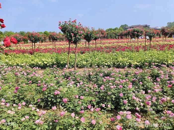 为什么要在公园和小区种植花草？(图1)