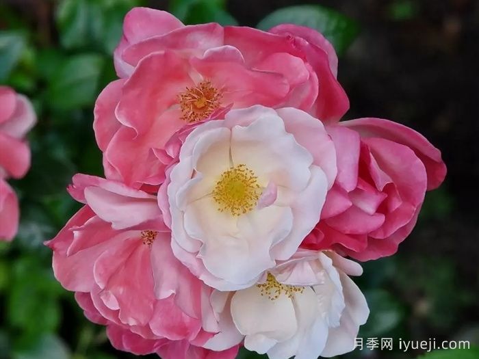 玫瑰浪漫月季/火蛋白石/蔷薇浪漫/格莱特Roseromantic(图1)