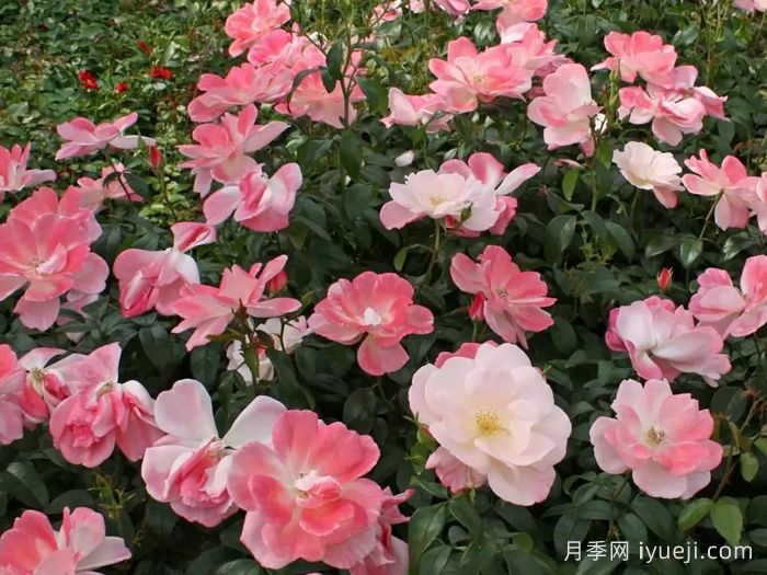 玫瑰浪漫月季/火蛋白石/蔷薇浪漫/格莱特Roseromantic(图3)