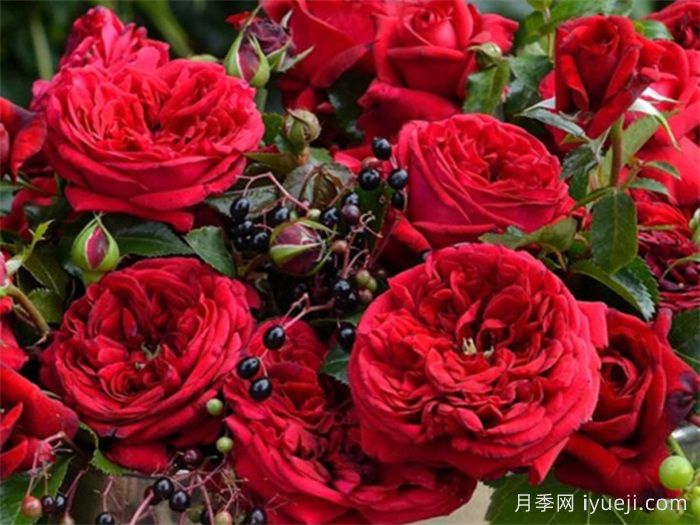 玫瑰国度的天使月季/蒙马特共和国月季Republique de Montmartre(图2)