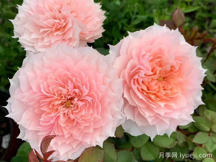 莫妮卡戴维月季Monique Darve(图1)