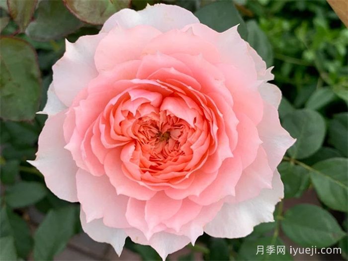 莫妮卡戴维月季Monique Darve(图2)