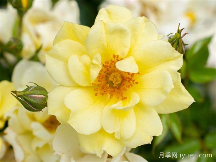 柠檬漂流月季Lemon Drift(图1)