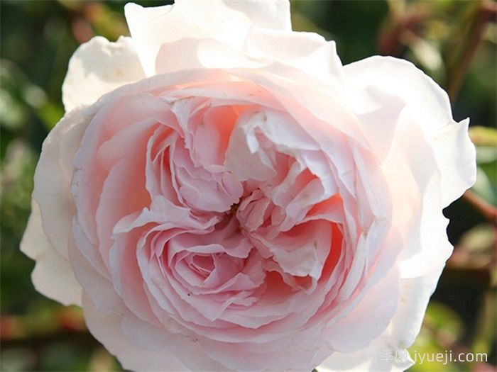 怦然心动月季/康斯坦茨莫扎特月季First Crush(图1)