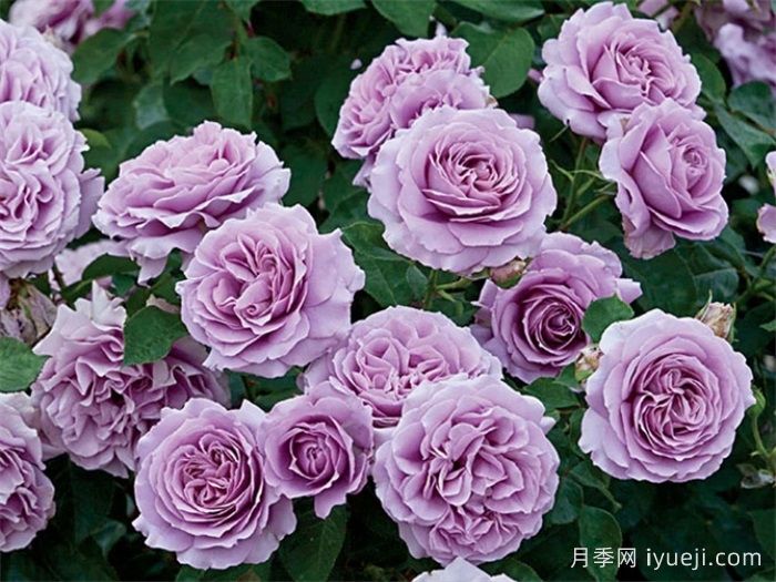 蓝色情歌月季/情歌月季love song(图1)