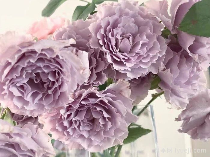 蜻蜓月季Libellula(图4)