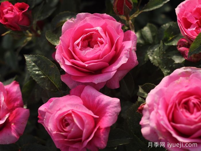 茜桃凝粉月季(图2)