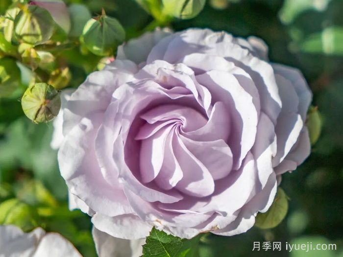 千重岚月季(图2)