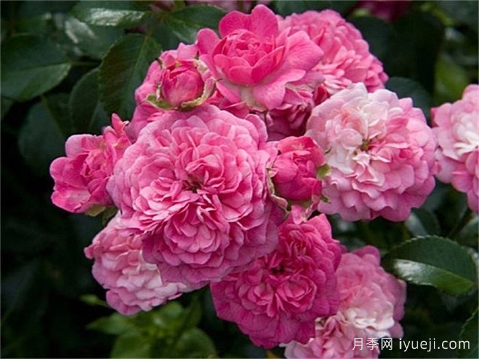 珀皮塔月季/佩皮塔月季Pepita(图2)