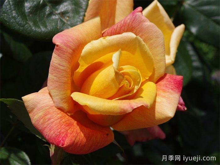 萨特黄金月季/苏丹黄金Sutters Gold(图3) 萨特黄金月季/苏丹黄金Sutters Gold(图3)