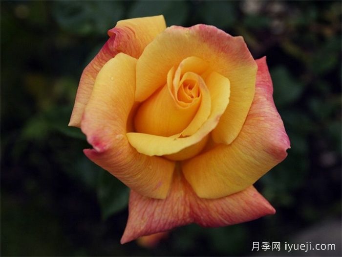 萨特黄金月季/苏丹黄金Sutters Gold(图2) 萨特黄金月季/苏丹黄金Sutters Gold(图2)