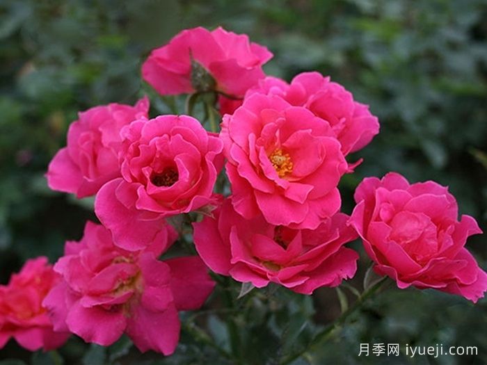 柔情似水月季(图1)