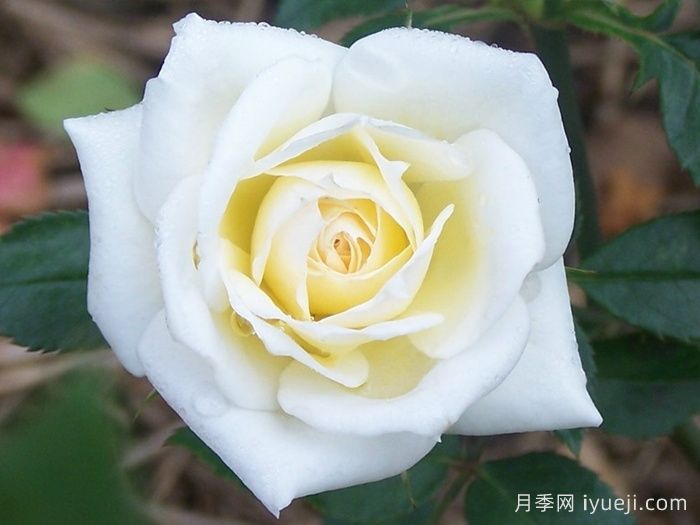 闪亮新娘月季/华丽新娘(图1)