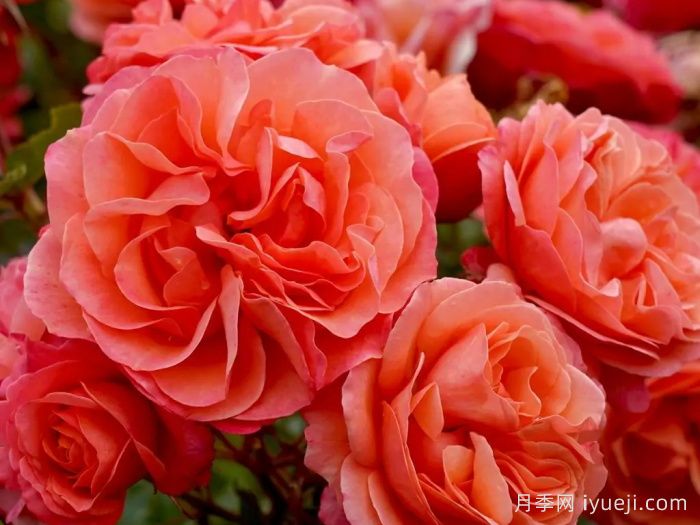 珊瑚果冻月季Corail Gelee(图6)