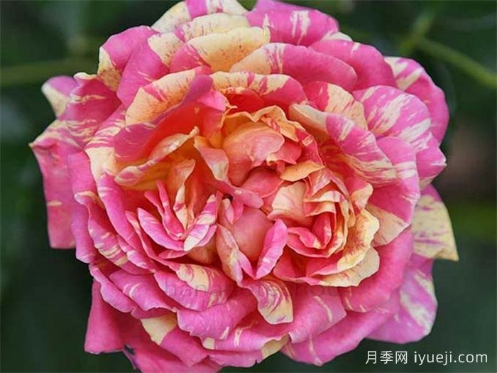 四季之香月季Shiki no Kaori(图1)