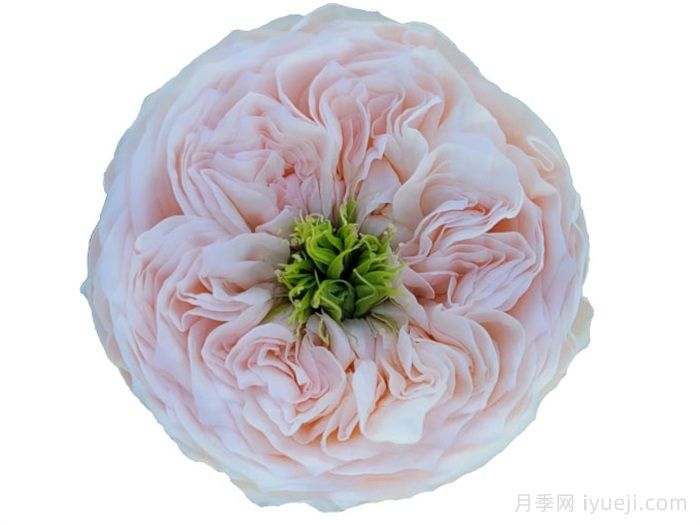 甜蜜钻石月季Sweet Diamond(图2)