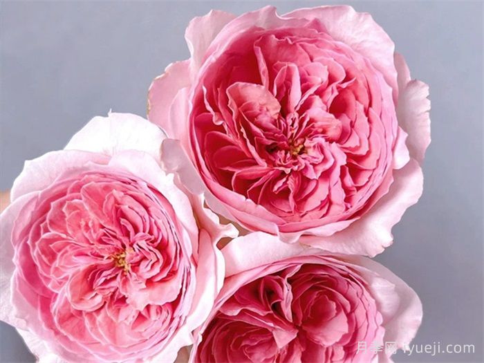 薇薇安月季(图2)