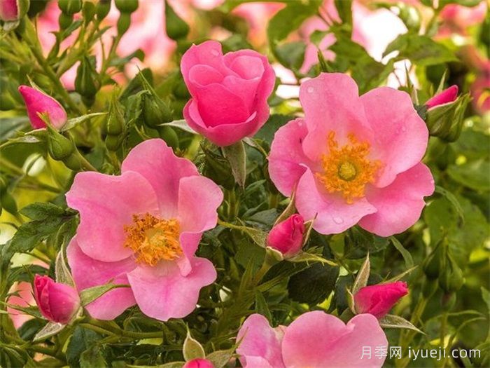 乡村女士月季Land Frauen(图1)