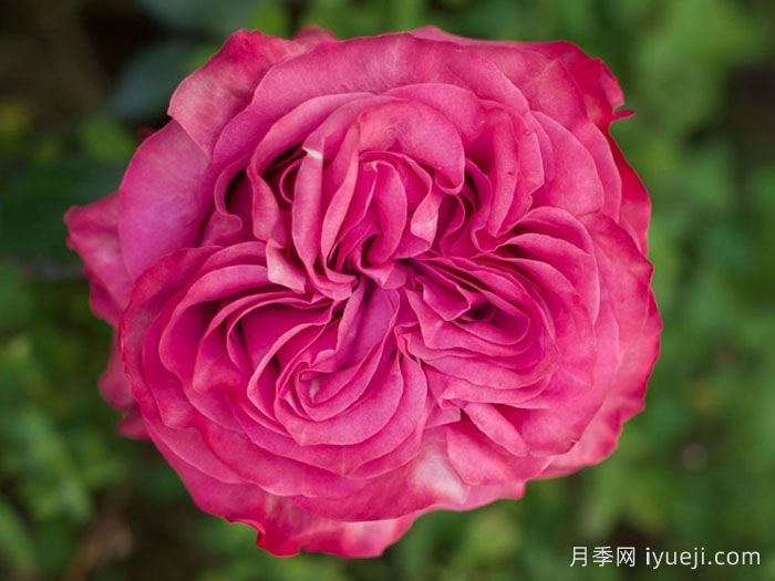 乡村蓝调月季/蓝色乡村精神Country Blues(图1) 乡村蓝调月季/蓝色乡村精神Country Blues(图1)