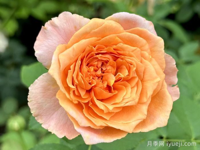 夏日炎热月季Summer Heat(图2)