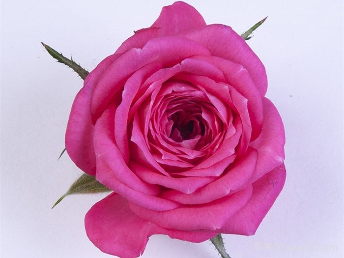 嬉皮士星星月季/嬉皮明星Hippie Star(图1)