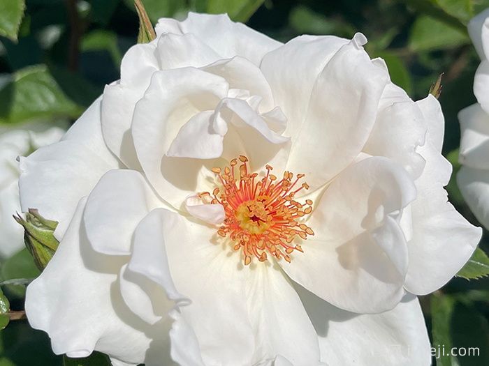 星光交响曲月季Starlight Symphony(图1)