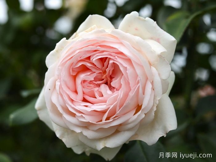 古安拉露丝月季/香槟美酒月季Gruaud Larose(图1)