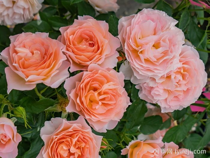 杏让月季(图2)