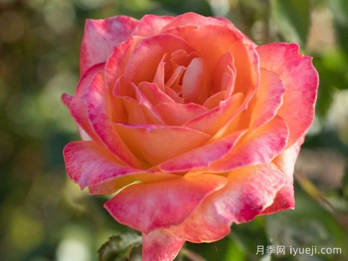 扬基歌月季Yankee Doodle(图2)