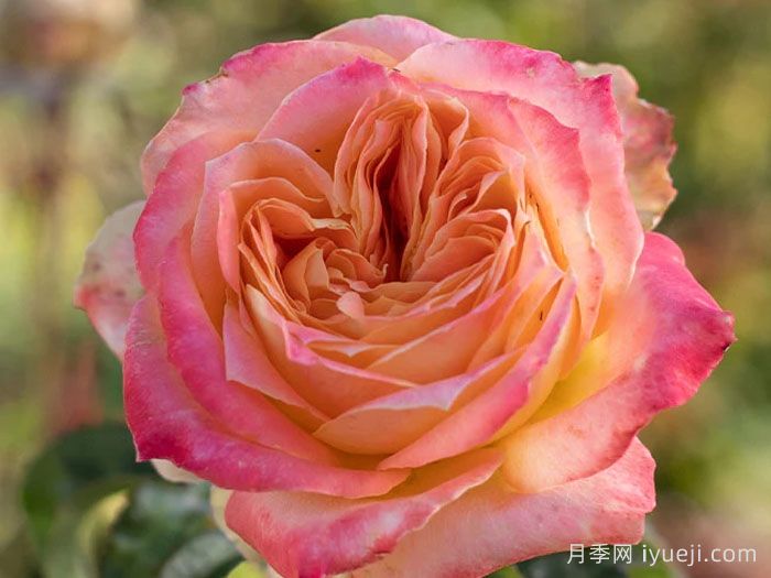 扬基歌月季Yankee Doodle(图3)