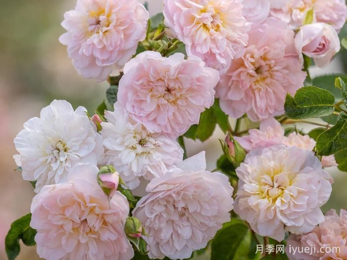 伊丽莎白月季Elizabeth(图2) 伊丽莎白月季Elizabeth(图2)