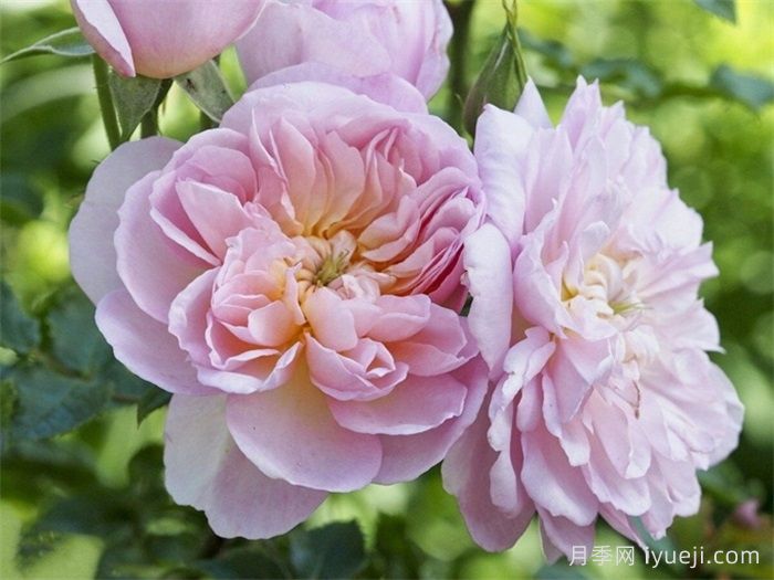 伊丽莎白月季Elizabeth(图2) 伊丽莎白月季Elizabeth(图4)