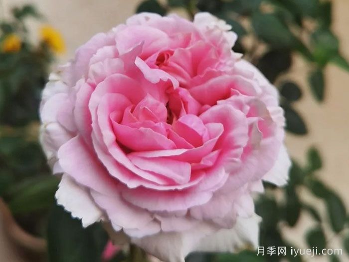 伊芙幻塔索斯月季Phantasos(图1) 伊芙幻塔索斯月季Phantasos(图1)