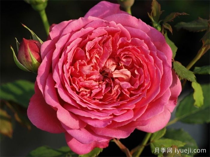 银禧庆典月季Jubilee Celebration(图2)