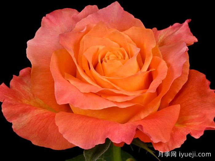 自由精灵月季/火灵鸟/自由主义Free Spirit(图4)