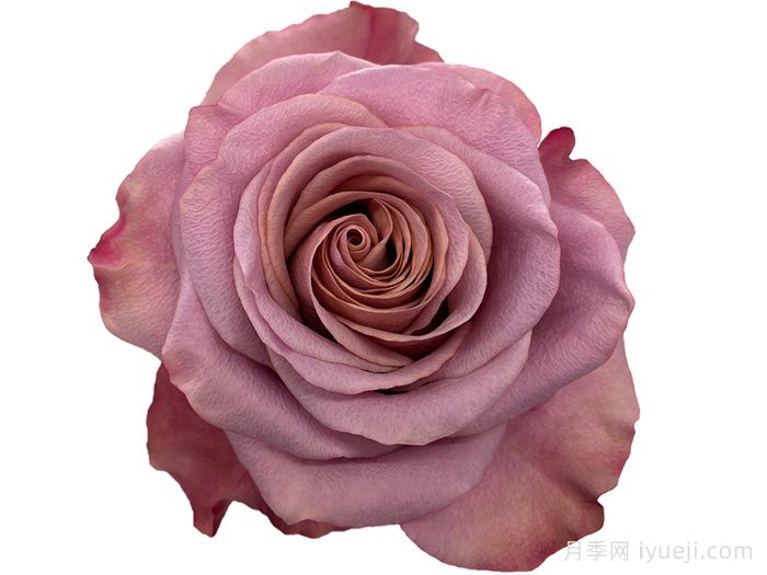 紫月月季Purple Moon(图2)